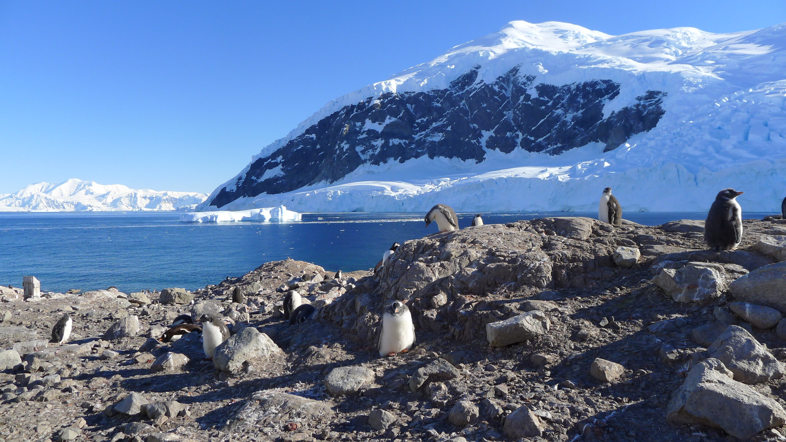 南極に行ってみたい クルーズバケーション あなたに感動の船旅 クルーズ旅行 を
