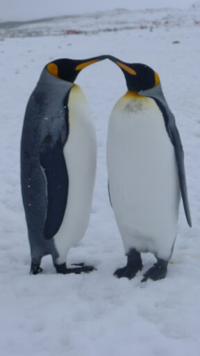 王様ペンギンのキス