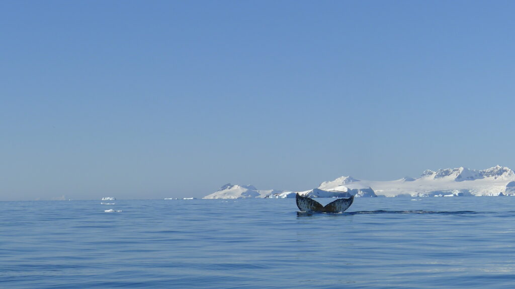 鯨を見る南極半島クルーズ